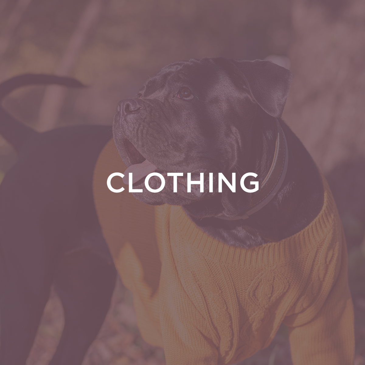 Clothing