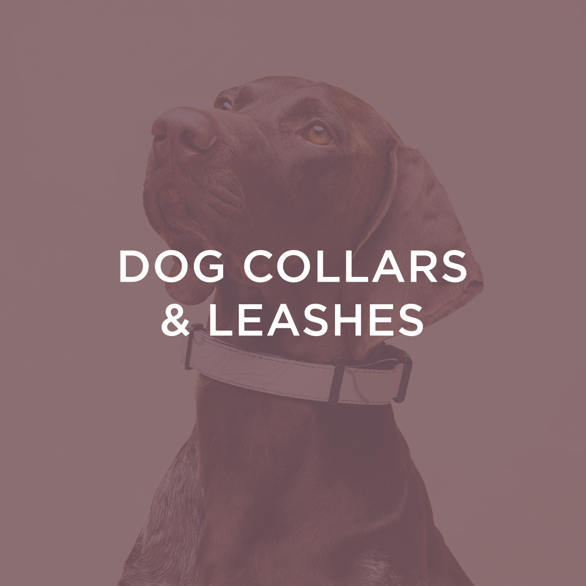 Dog Collars & Leashes