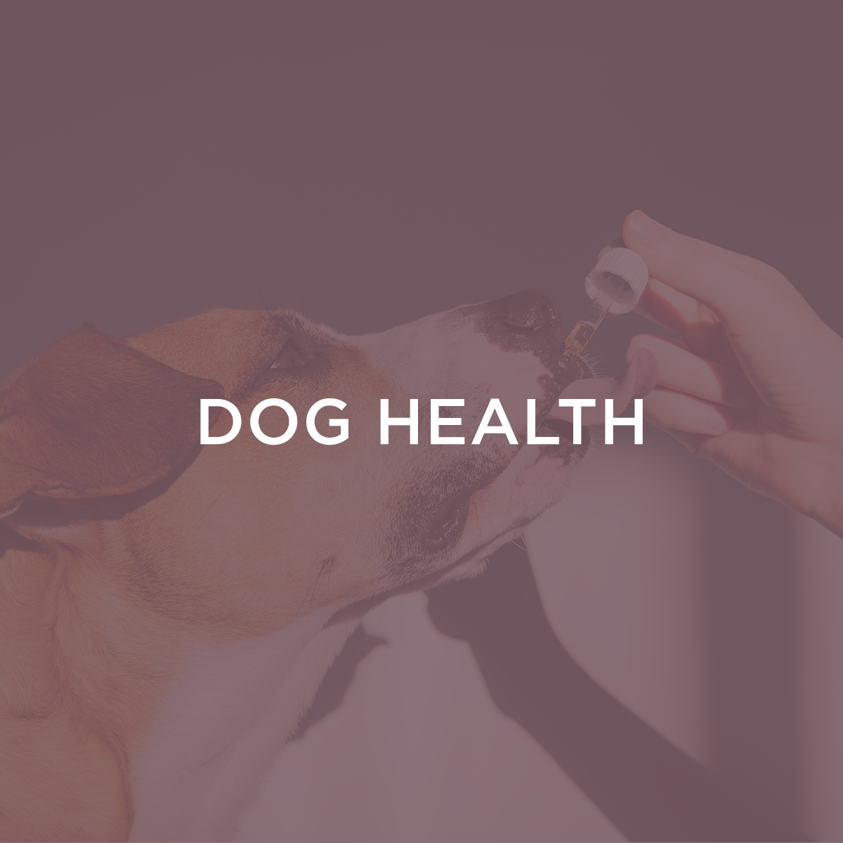 Dog Health