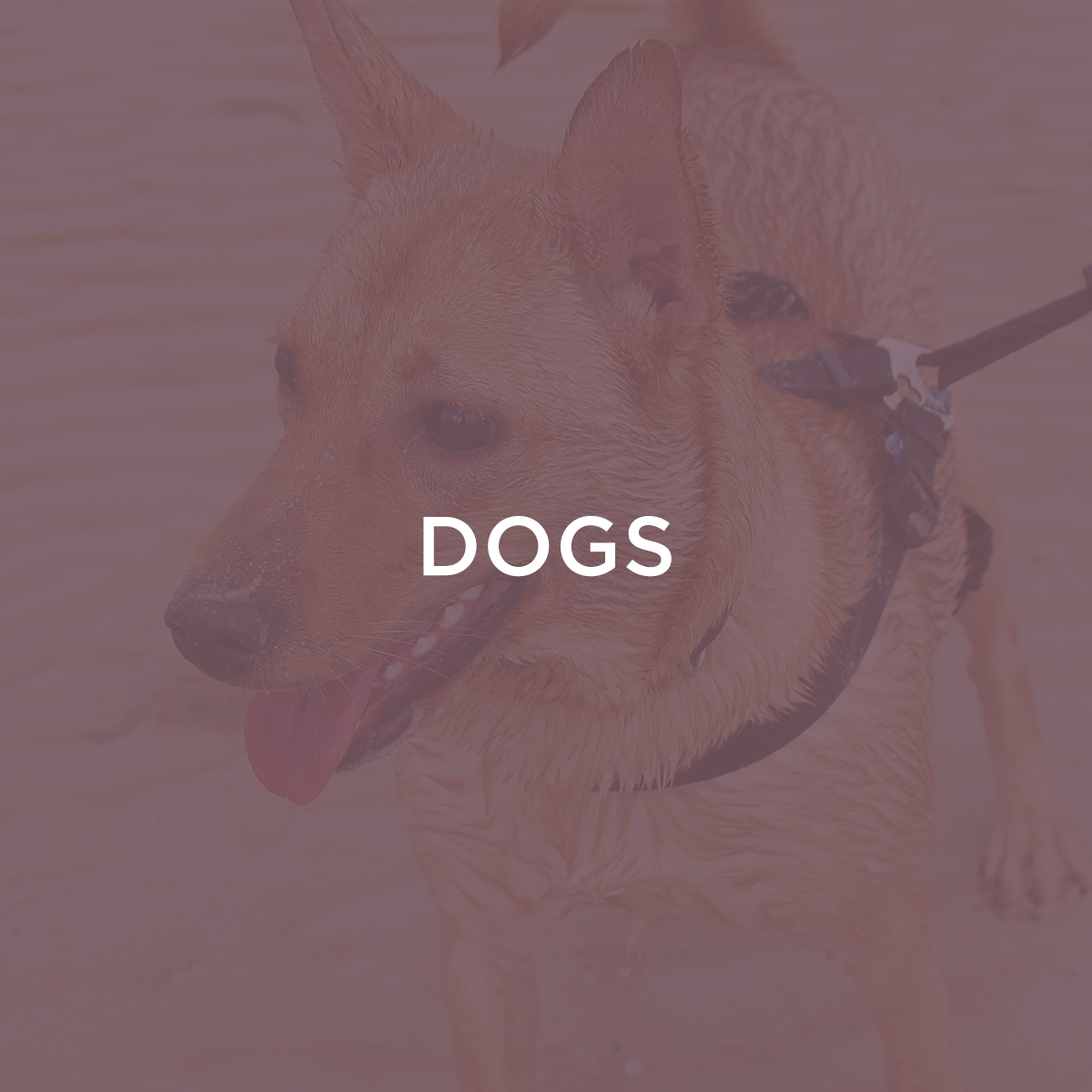 Dogs