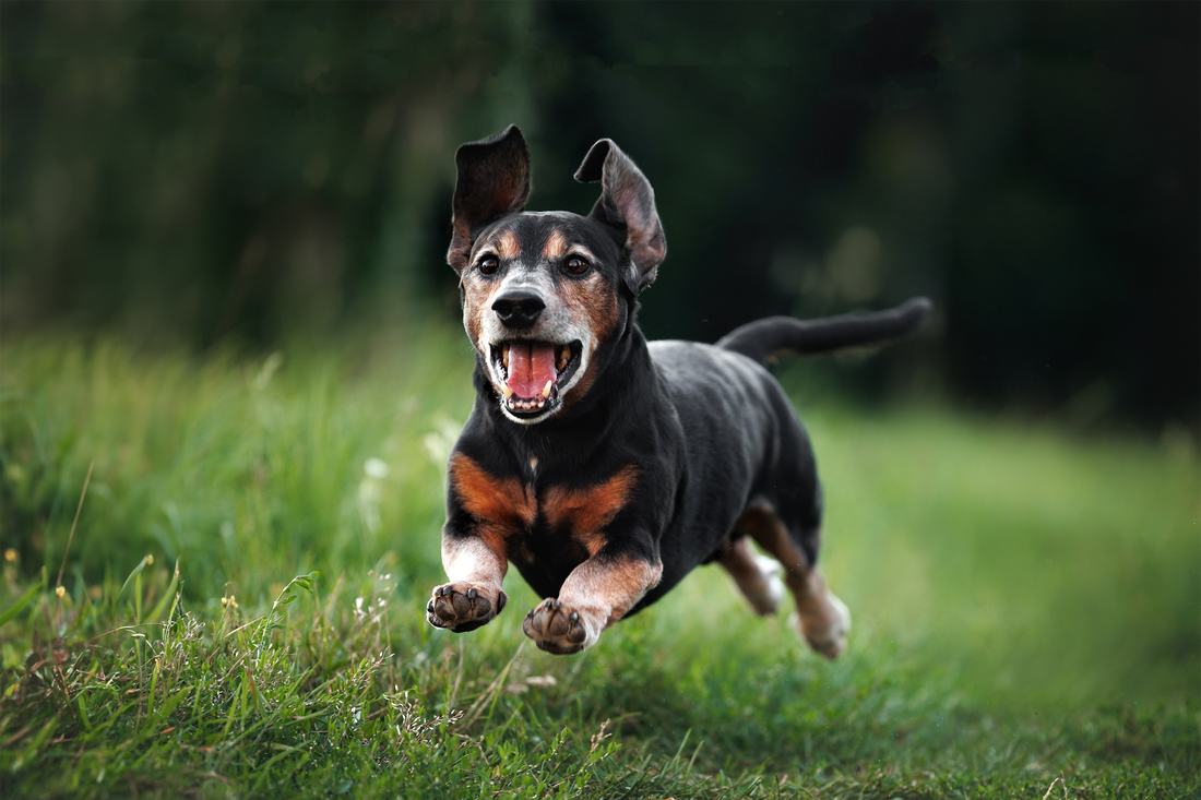 Best Supplements for Senior Dogs (2026 Guide)