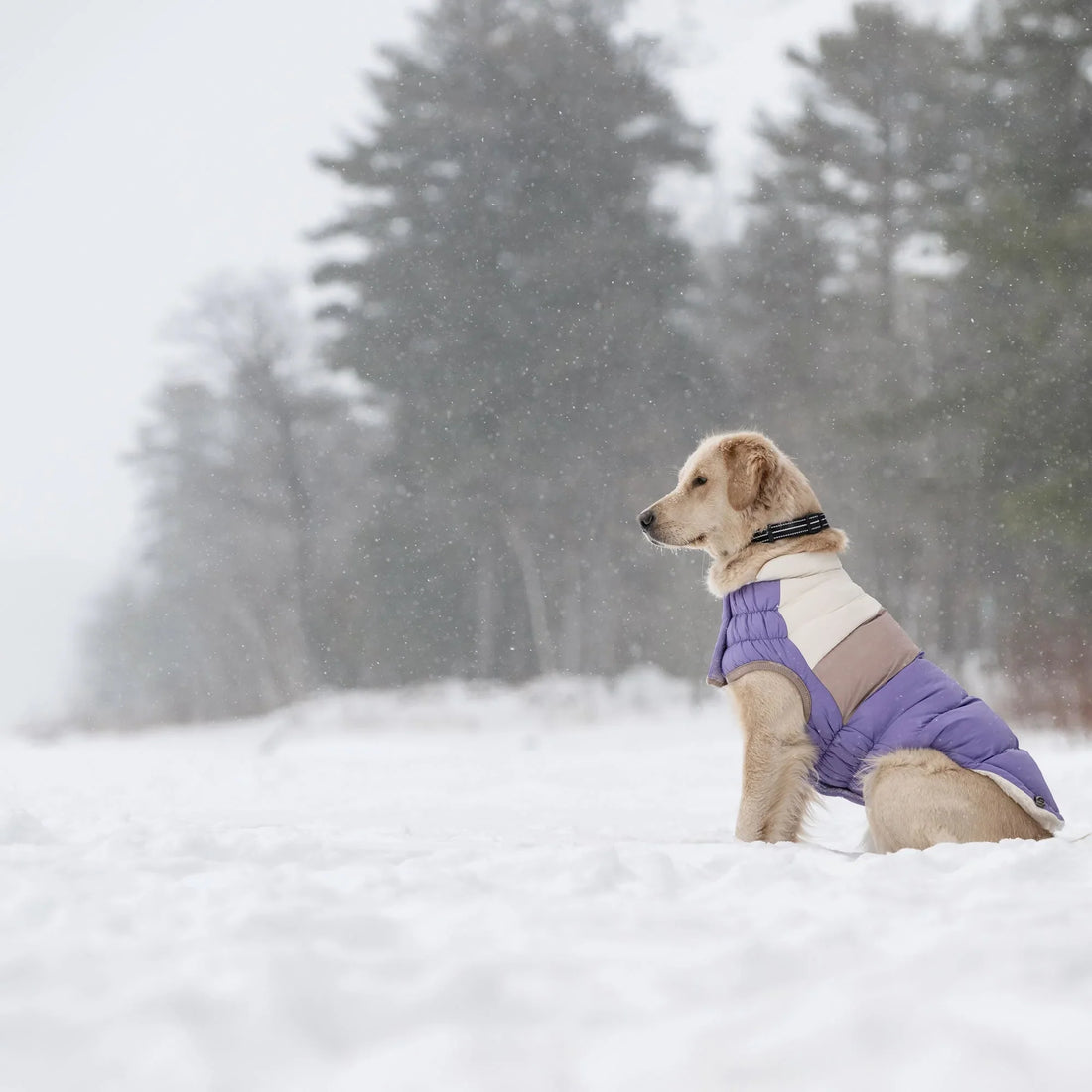 Best Dog Jackets for Winter (2026 Guide)
