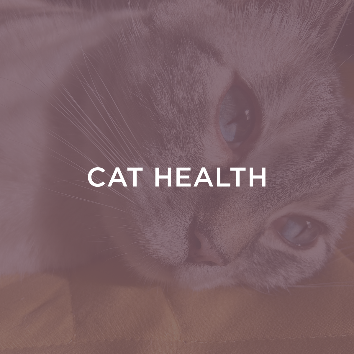 Cat Health