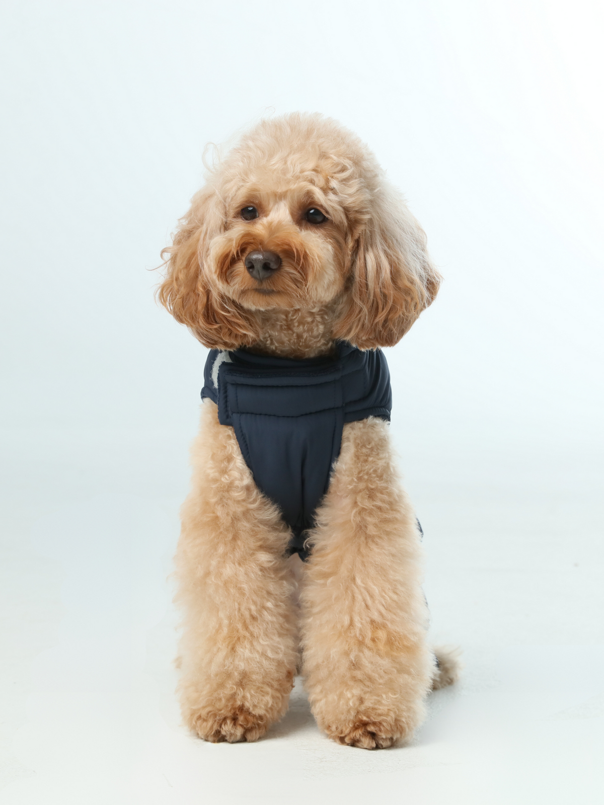 Pehom | Reversible Dog Vest Jacket - Blue