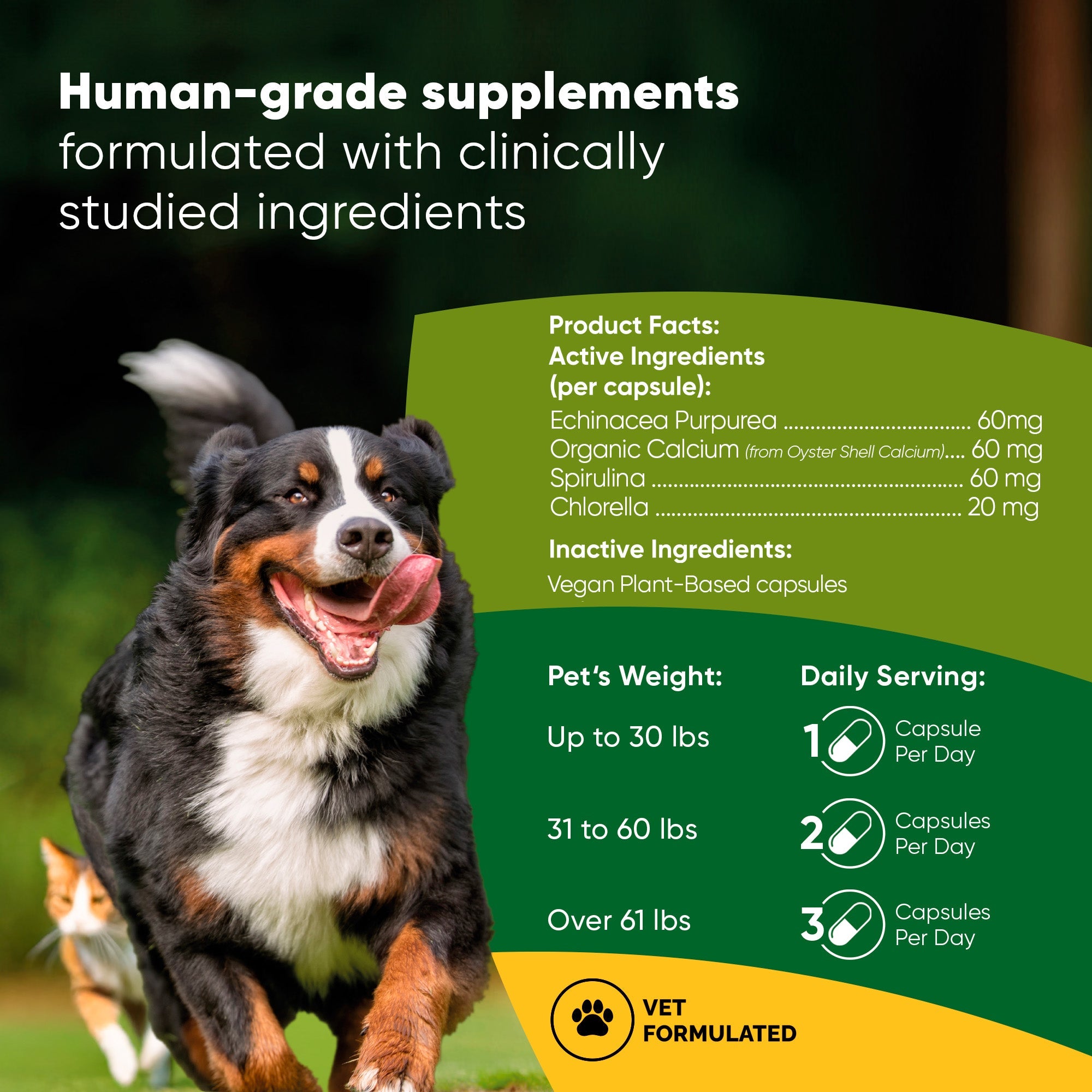 Rooted Owl® Spirulina & Chlorella