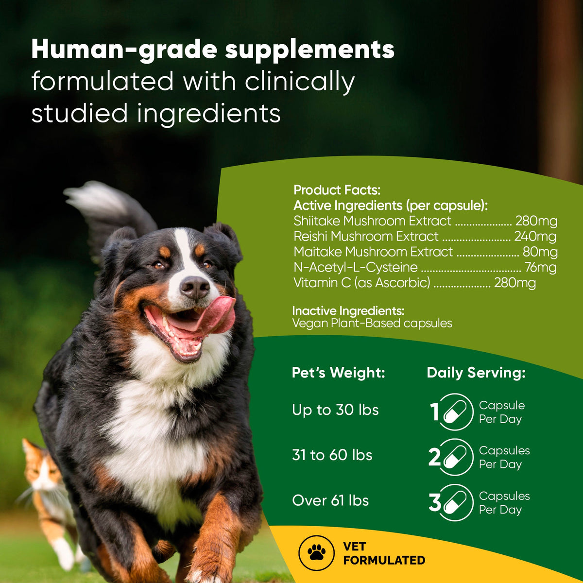 Rooted Owl® Mushroom Immune Support