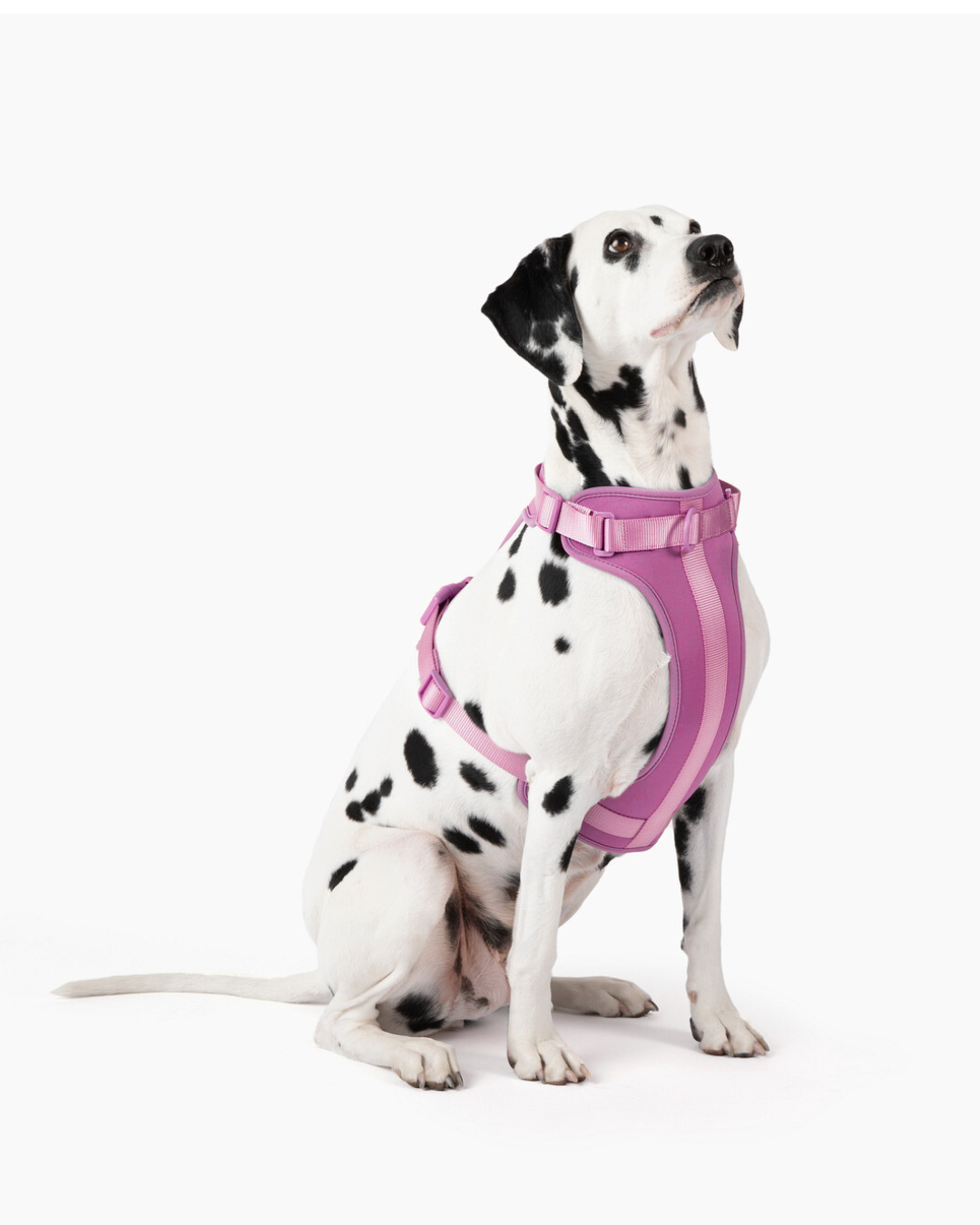 Come Here Buddy Harness