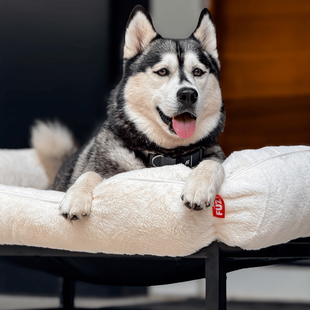 The FÜZI Pet Bed