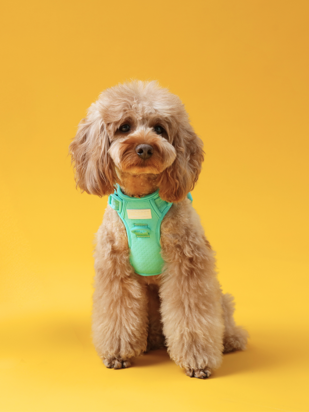 Pehom | No Pull Active Pet Harness - Mint Green