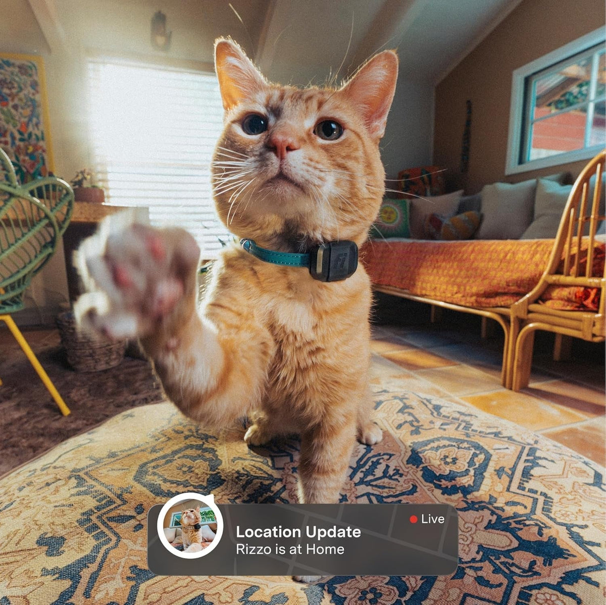 Fi Mini GPS Cat Tracker – Escape Alerts & Activity Tracking