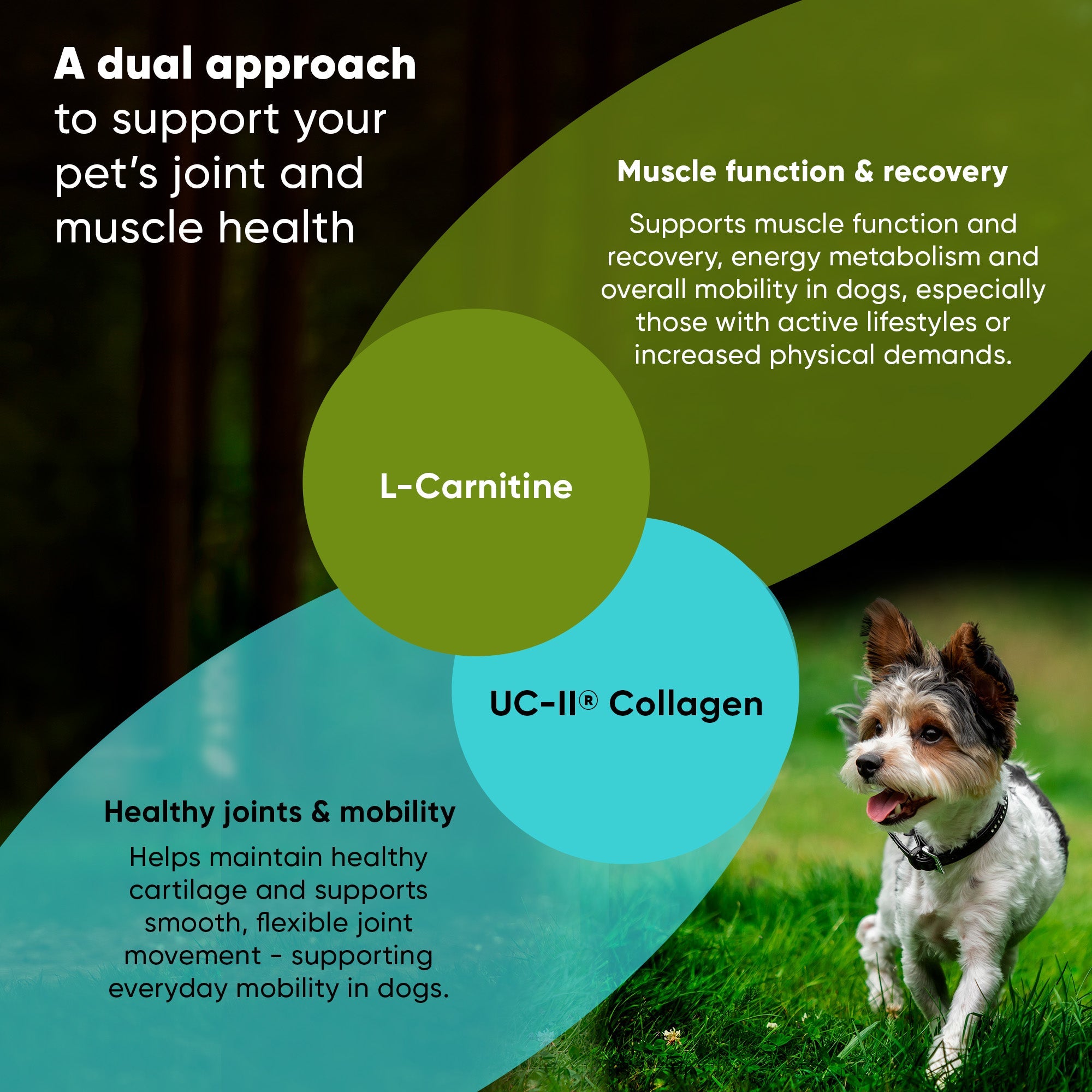 Rooted Owl® Joint & Muscle Health (Cats & Small Dogs)