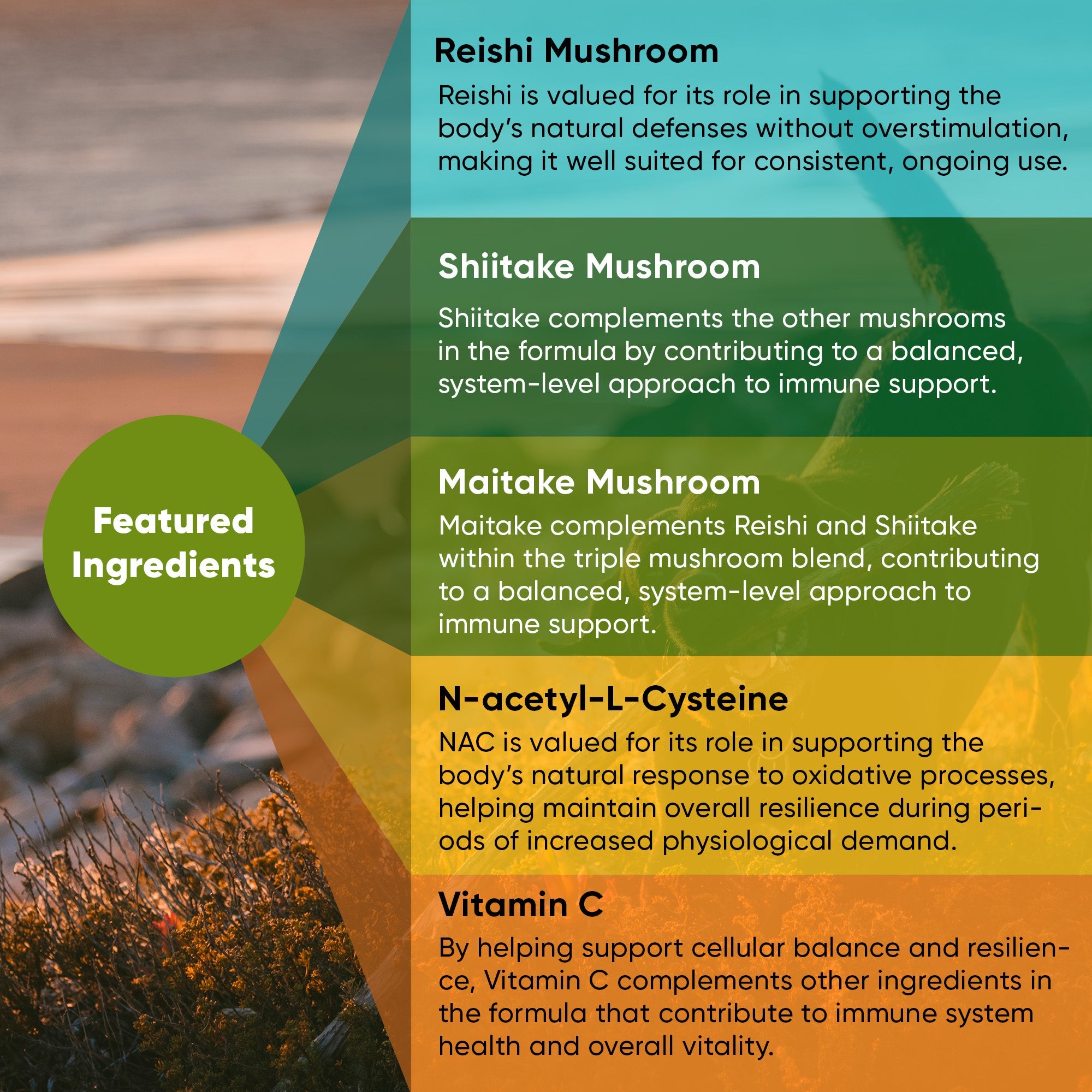 Rooted Owl® Mushroom Immune Support