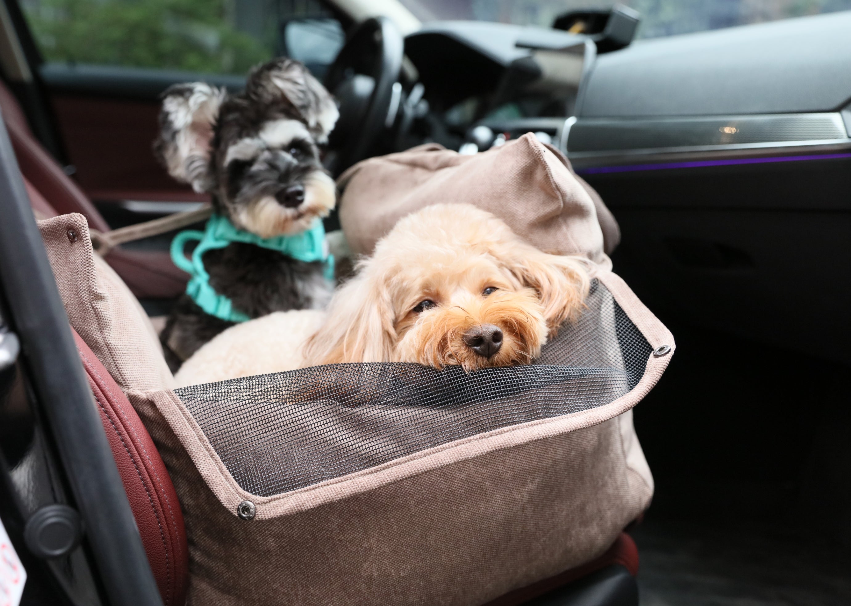 Pehom | Puff Guard Dog Car Seat - Pink