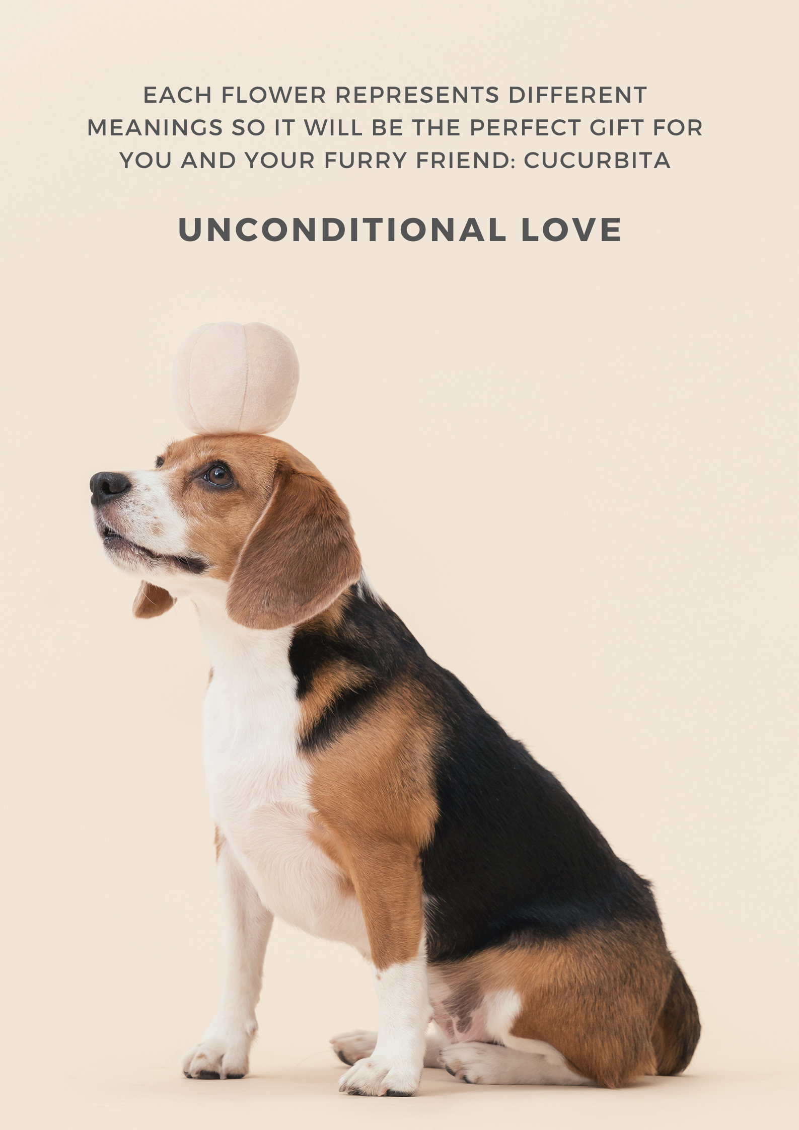Pehom | Paradise Pet Toy - Cucurbita