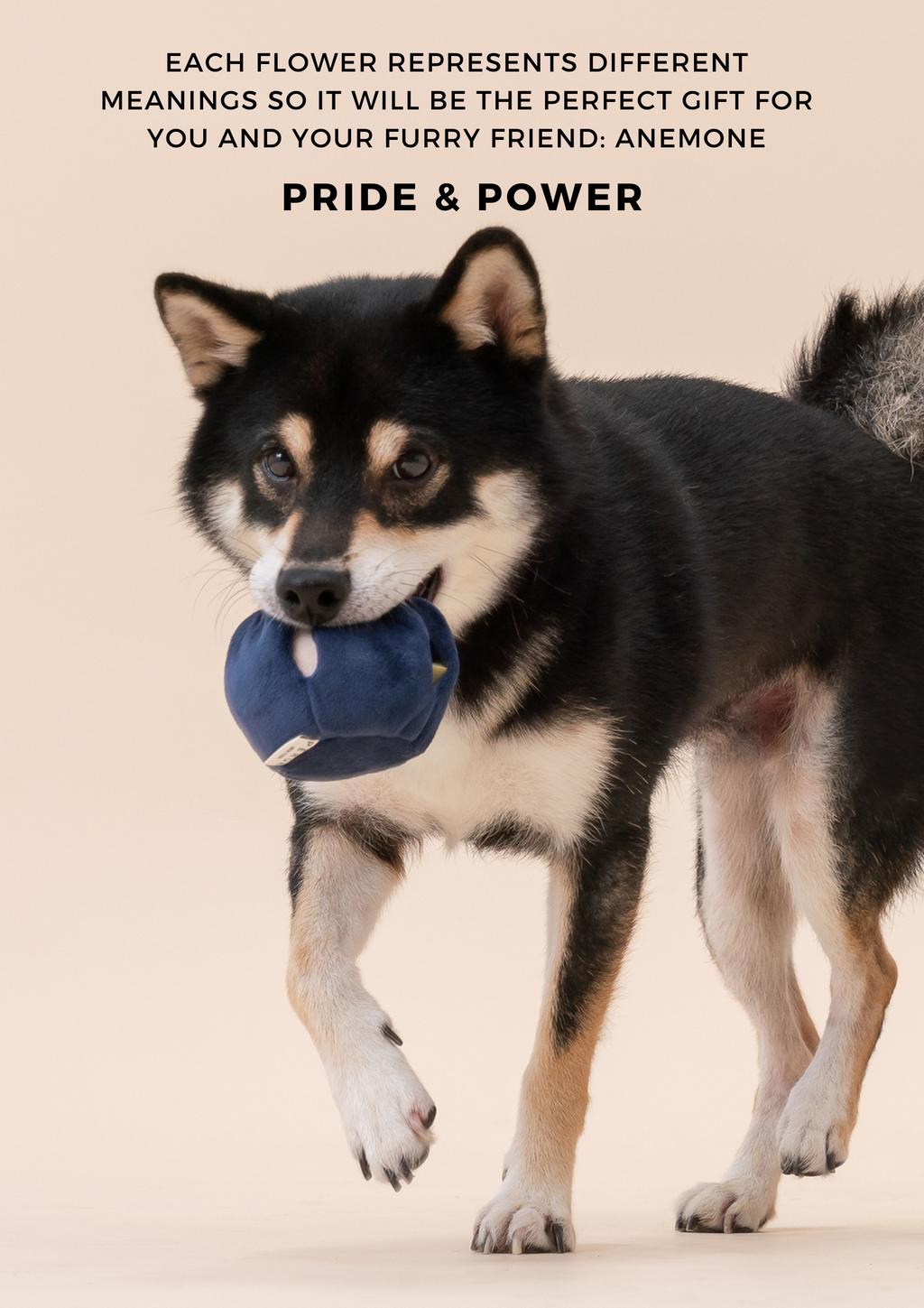 Pehom | Paradise Pet Toy - Anemone