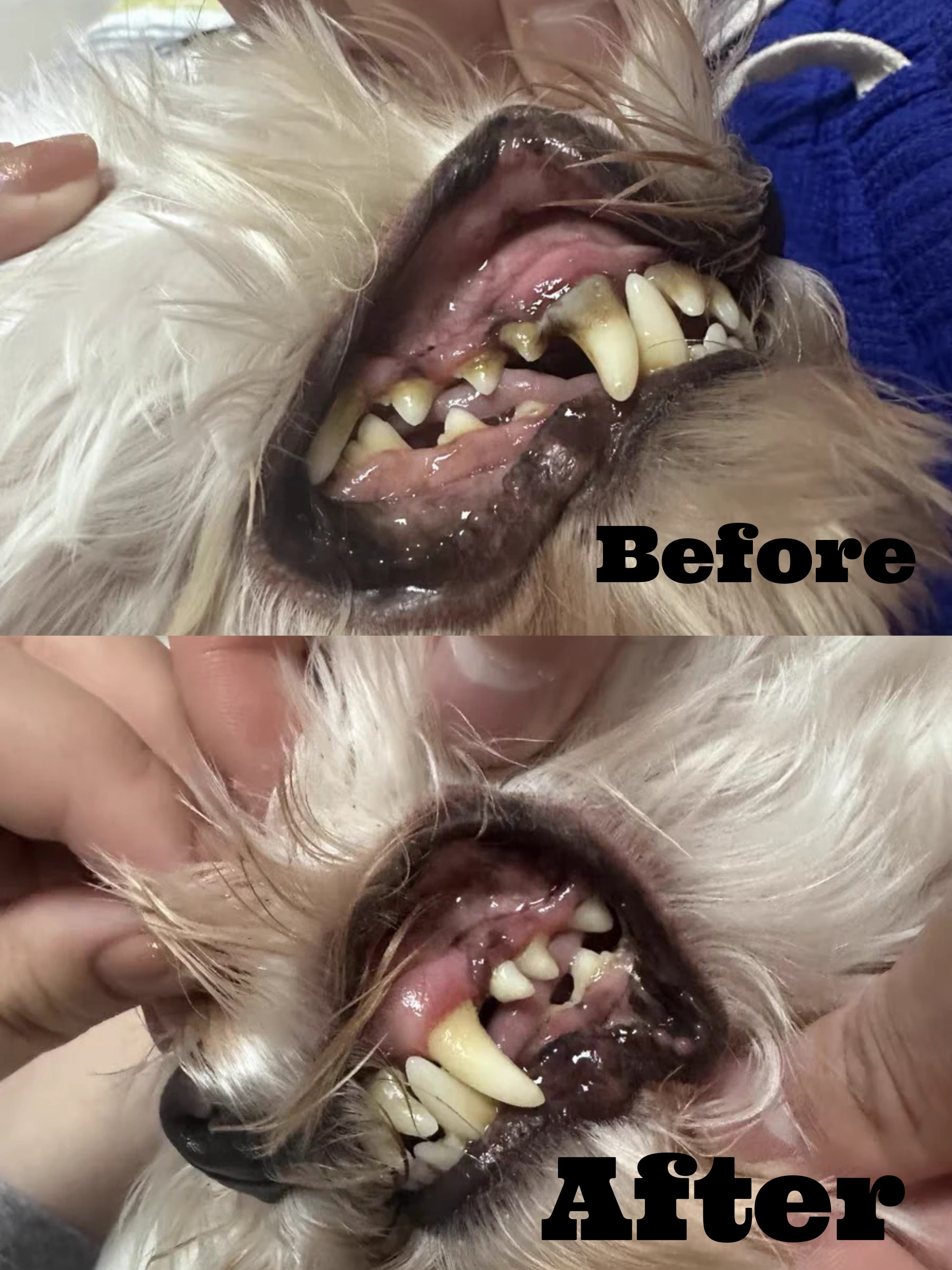 Dr. Milou® | Anesthesia-Free Pet Dental Cleaning Kit: Professional Ultrasonic Tartar Remover & Electric Toothbrush for Dogs & Cats