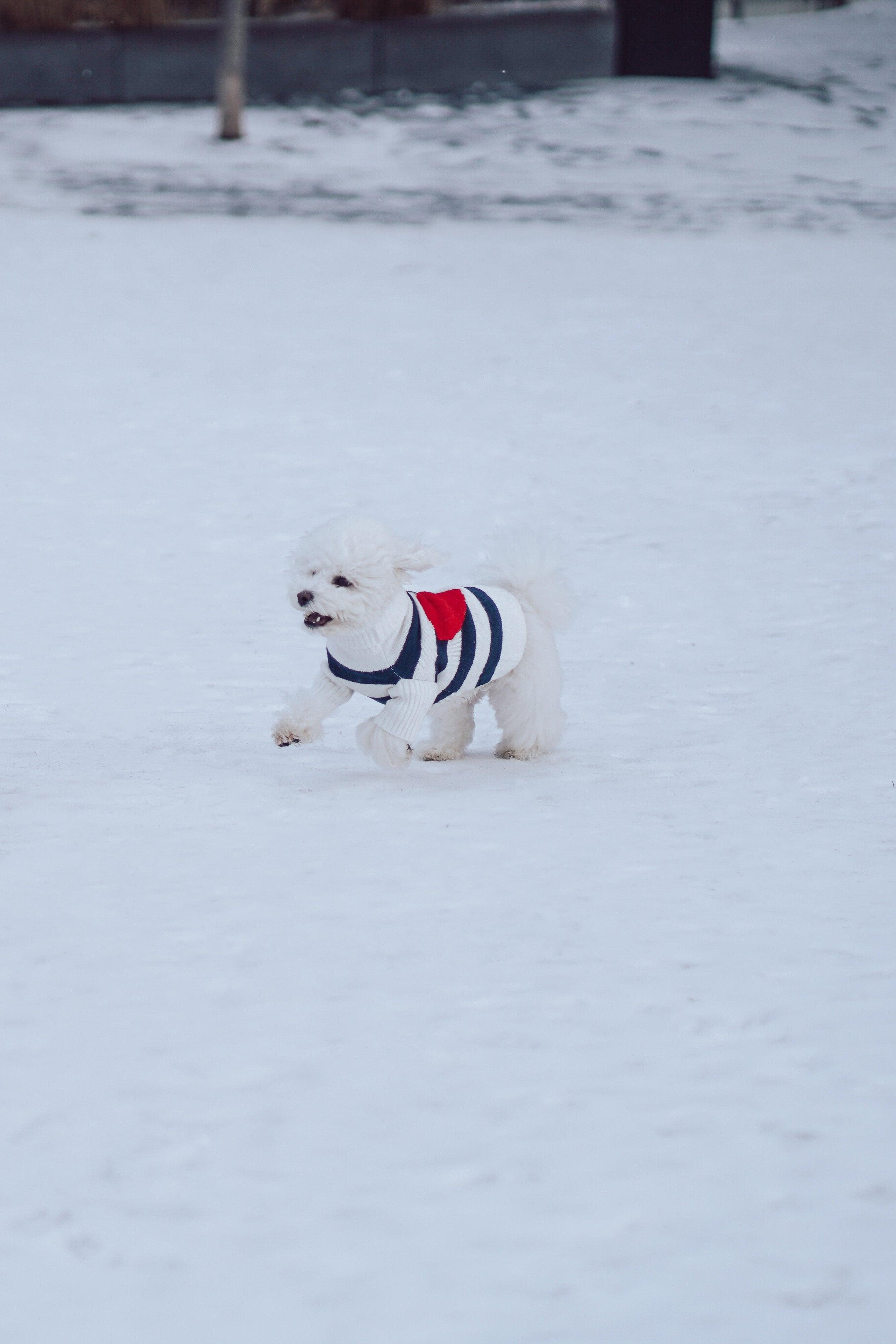Sailor of My Heart Striped Turtleneck Sweater
