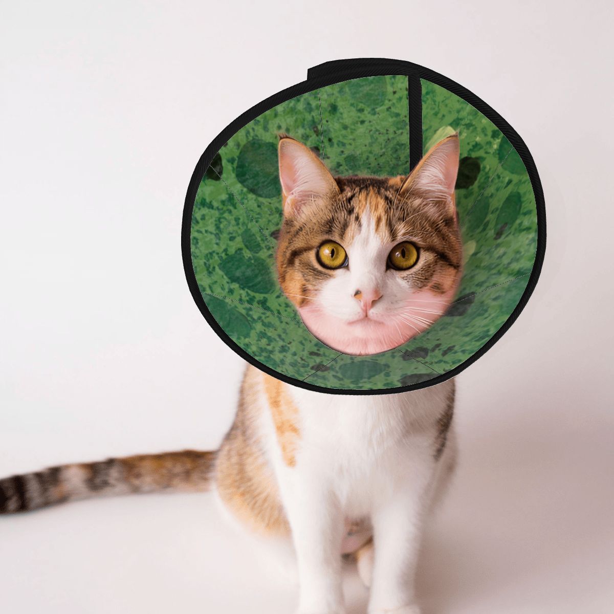 Sebastian & Clementine Green Painting Pet Elizabethan Collar