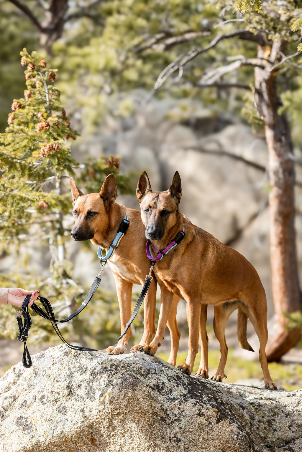 Euro-Dog Outdoor Style All Nylon Martingale Collar