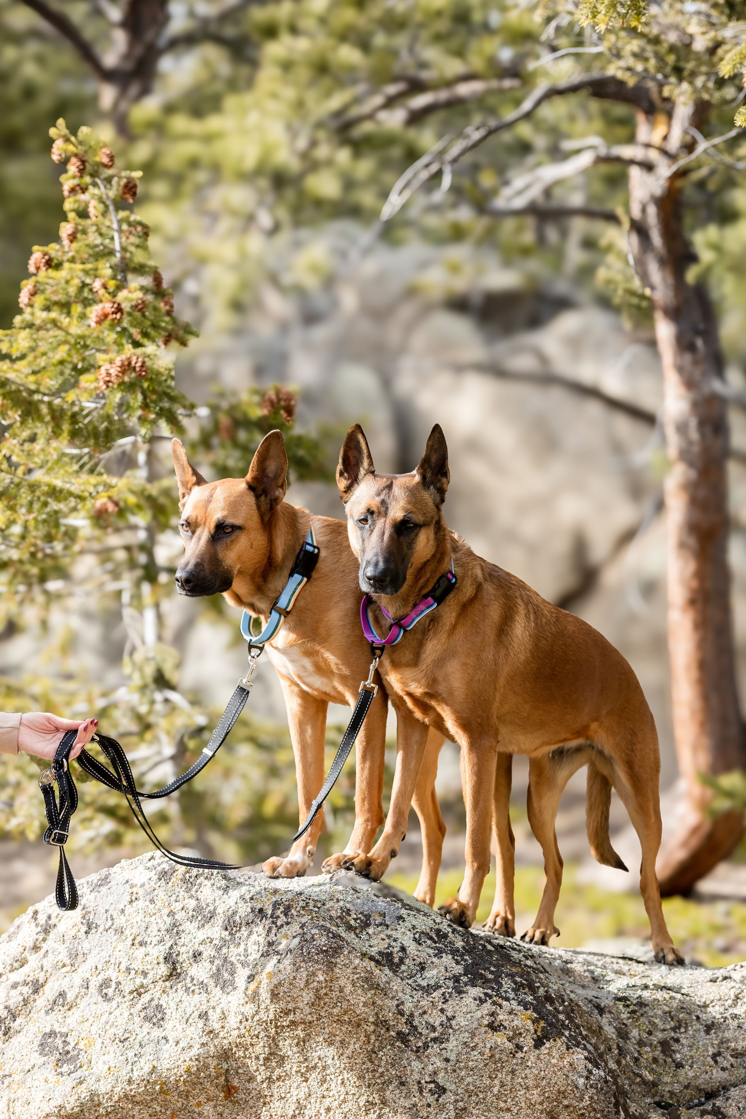 Euro-Dog Outdoor Style All Nylon Martingale Collar