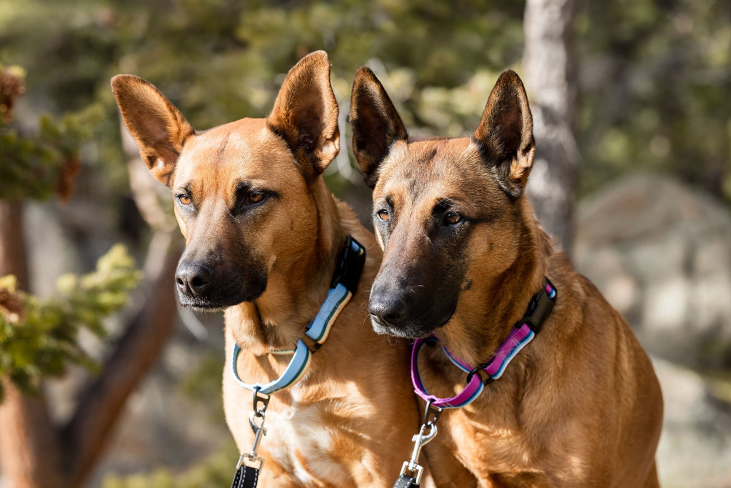 Euro-Dog Outdoor Style All Nylon Martingale Collar