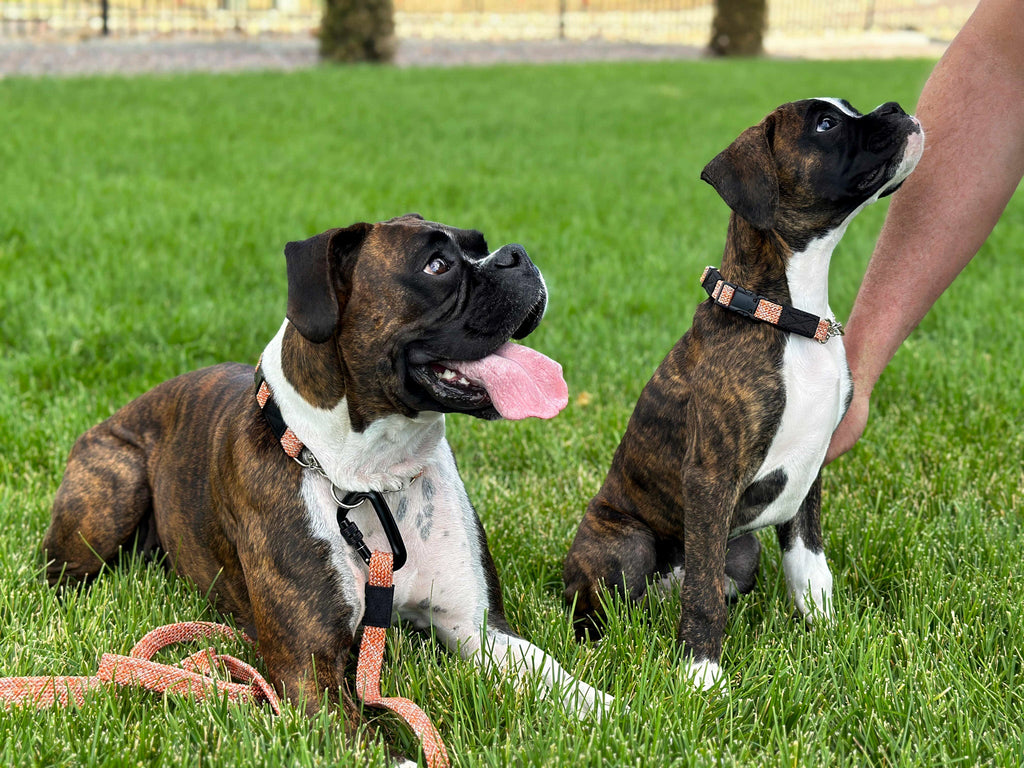 Euro-Dog Climbing Rope Dog Collar