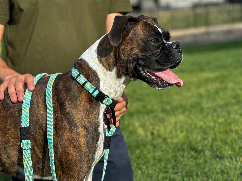 Euro-Dog Climbing Rope Dog Collar