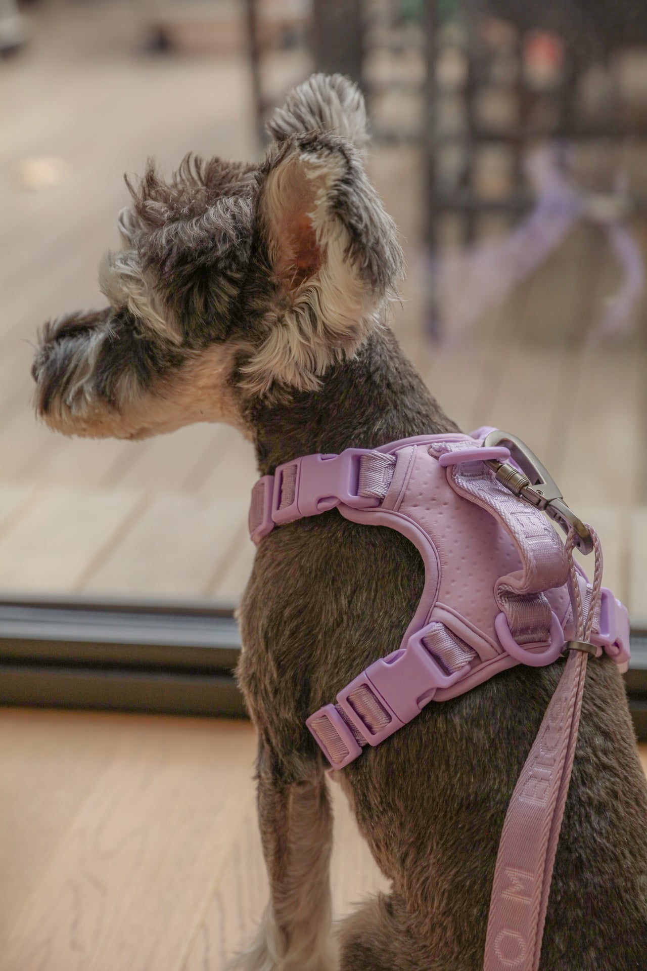 Pehom | No Pull Active Pet Harness - Mint Purple