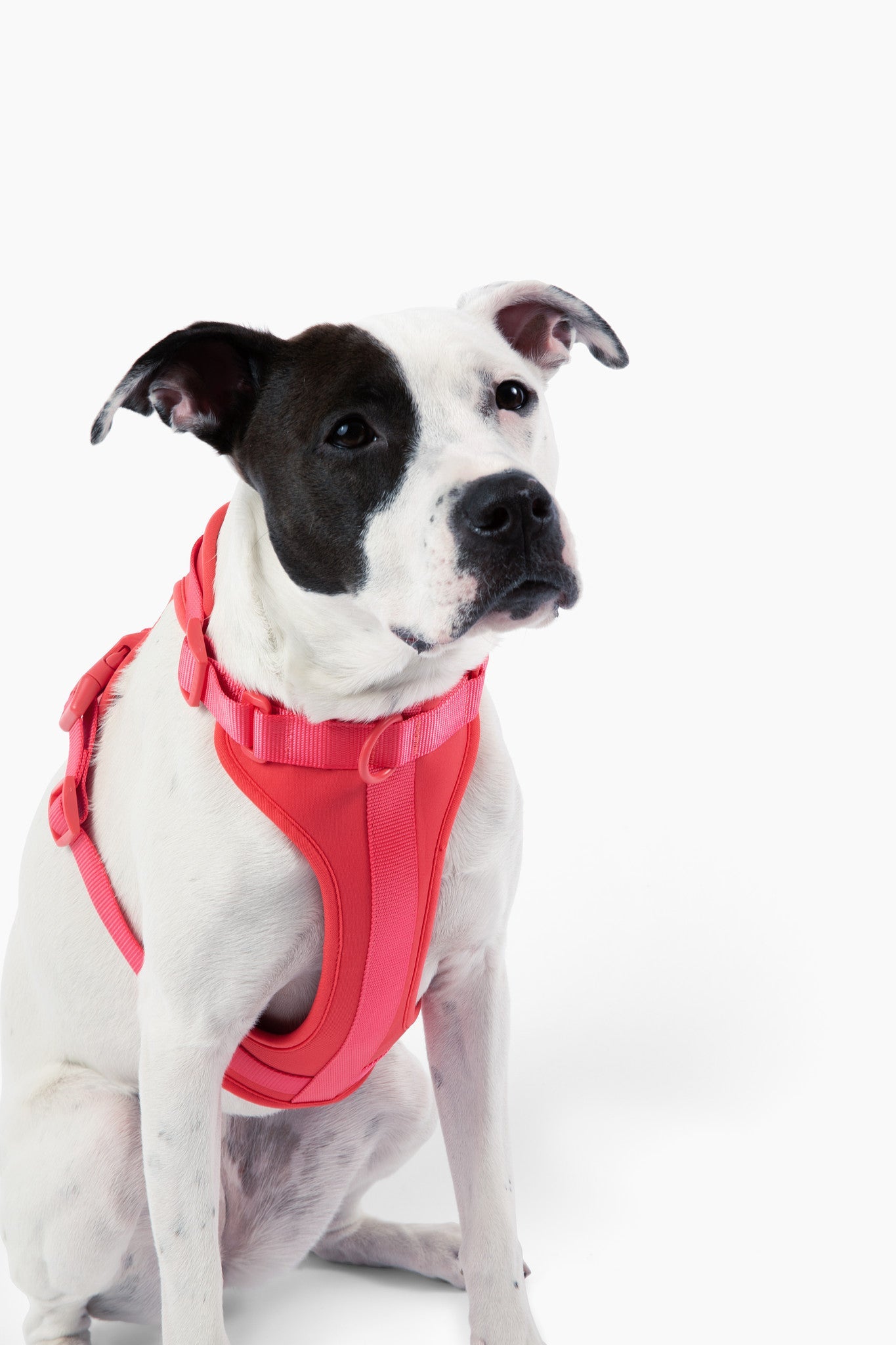 Come Here Buddy Harness