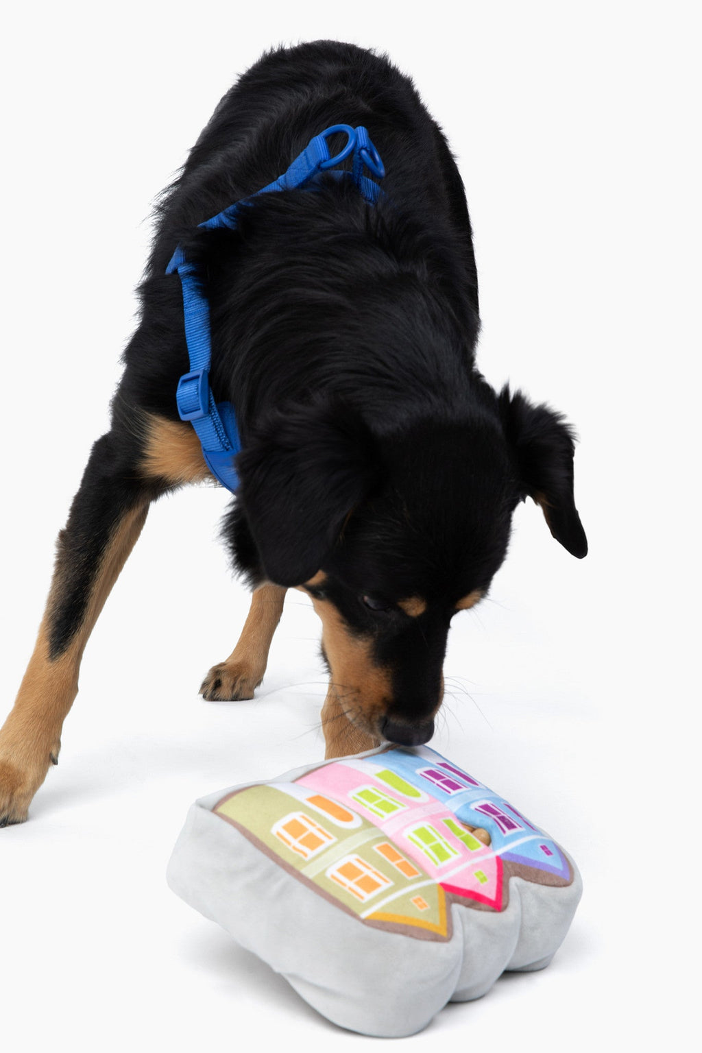 Come Here Buddy Painted Ladies Nose Work Dog Toy