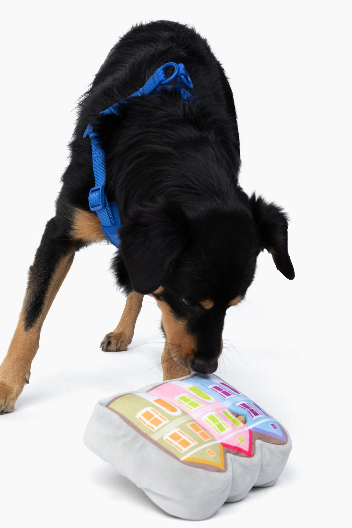 Come Here Buddy Painted Ladies Nose Work Dog Toy