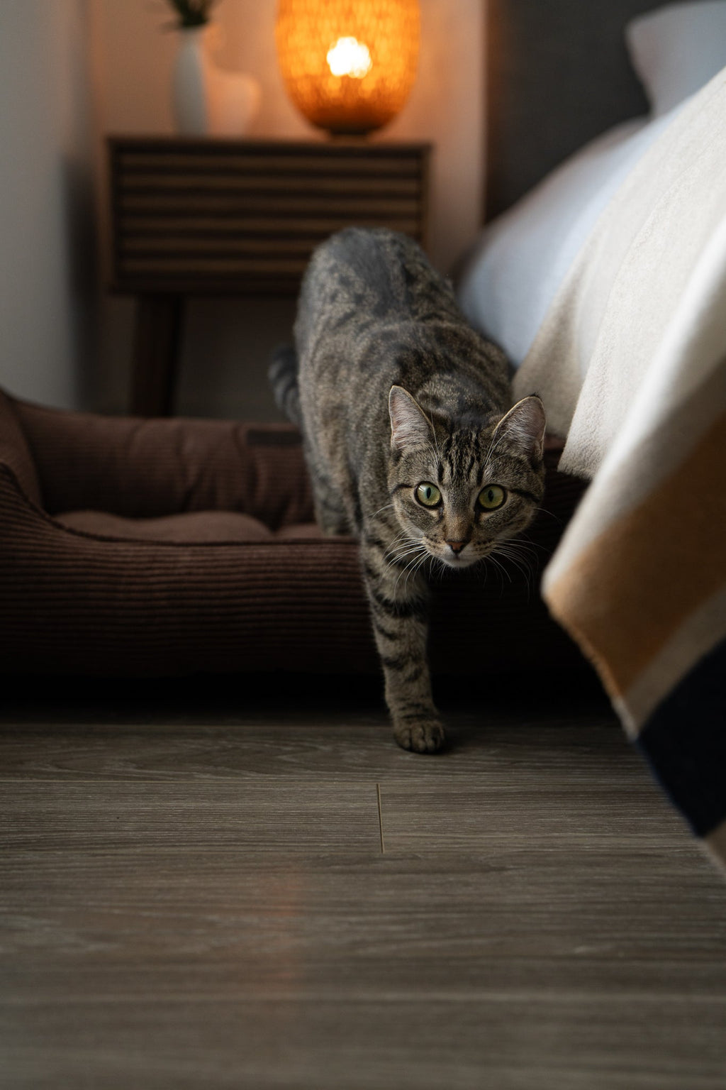 Chester & Lee | Fancy Corduroy Sleeper Dog Bed Brown