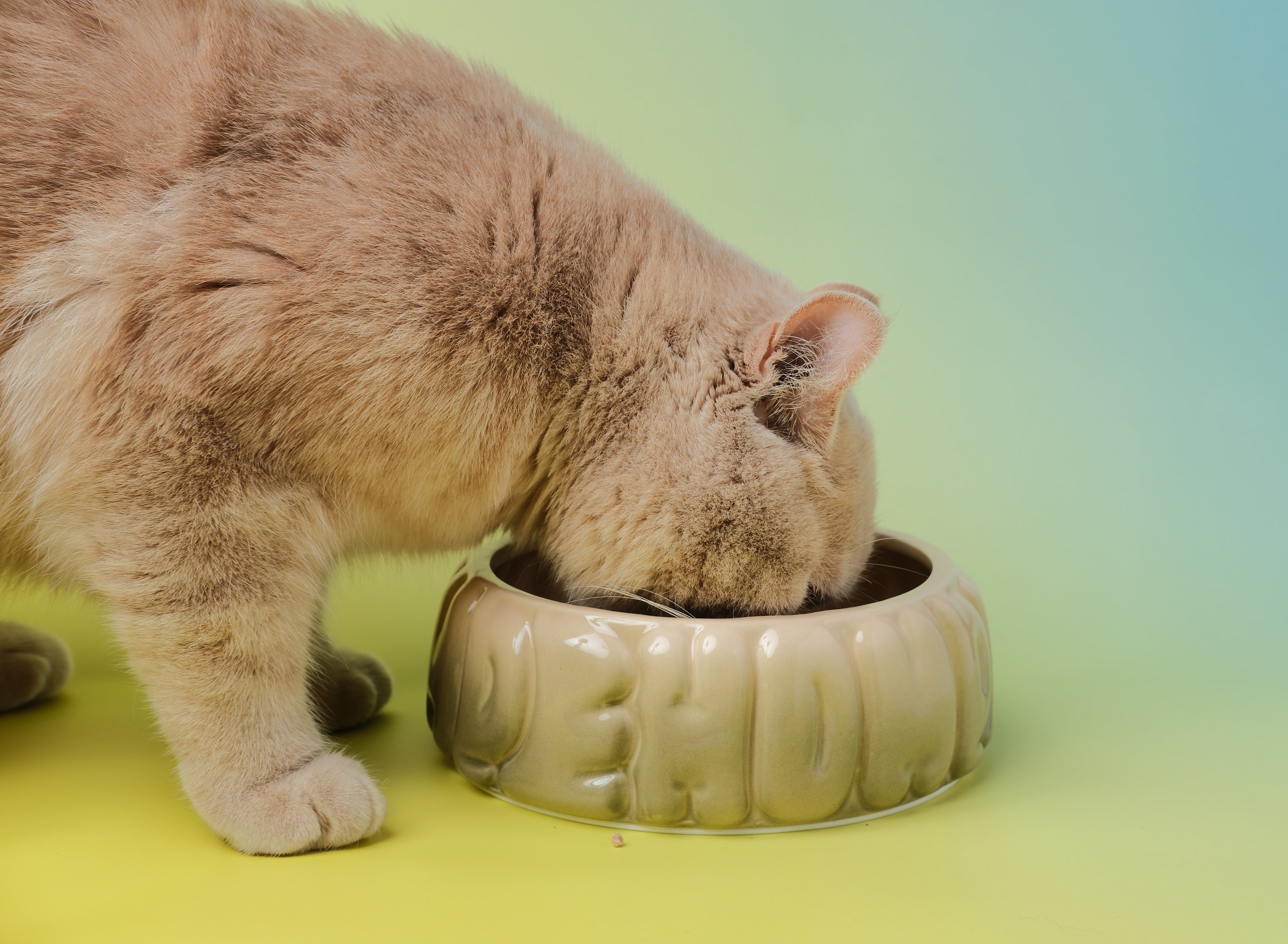 Pehom | Puff Pet Bowl - Gradient Olive