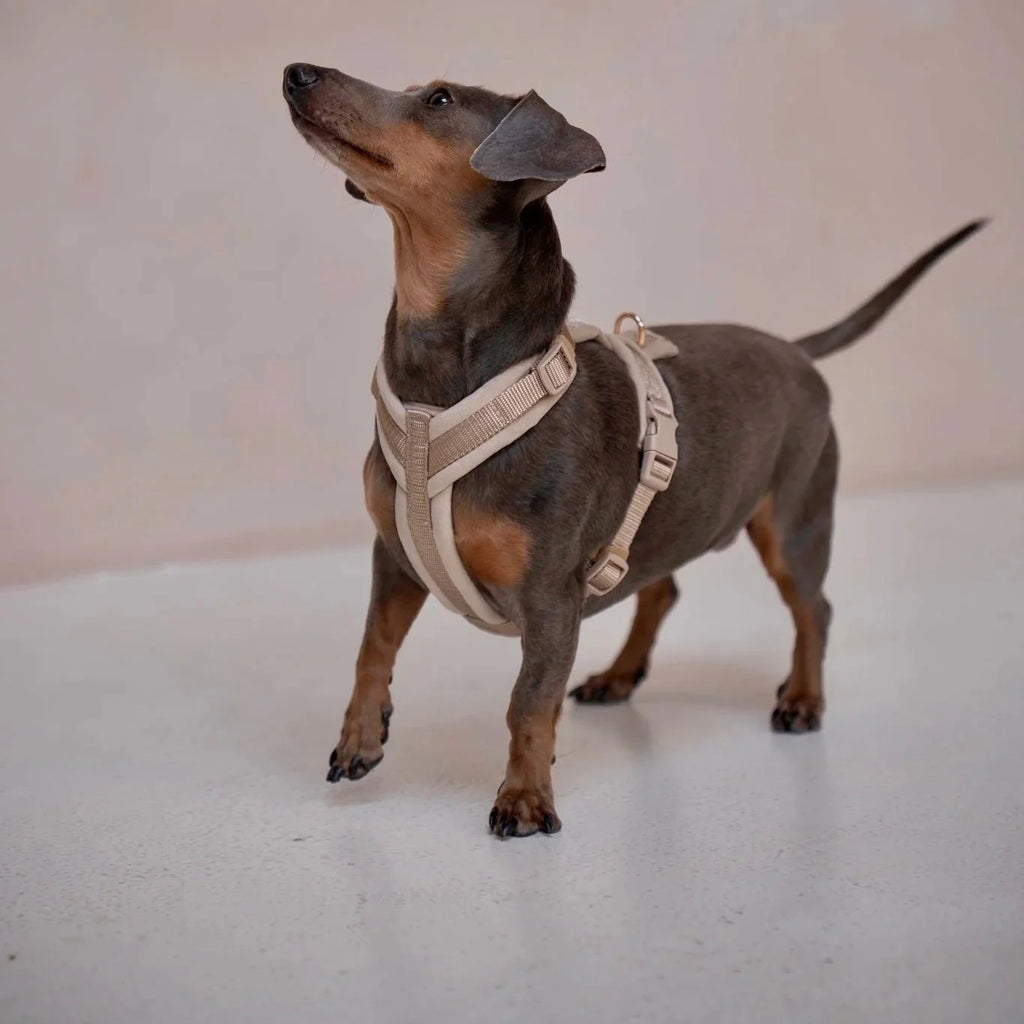 FurLou Yellow Velvet Dog Harness