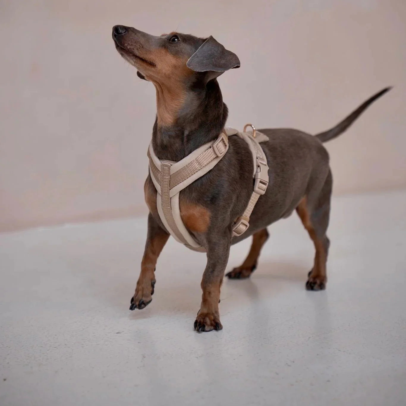 FurLou Yellow Velvet Dog Harness