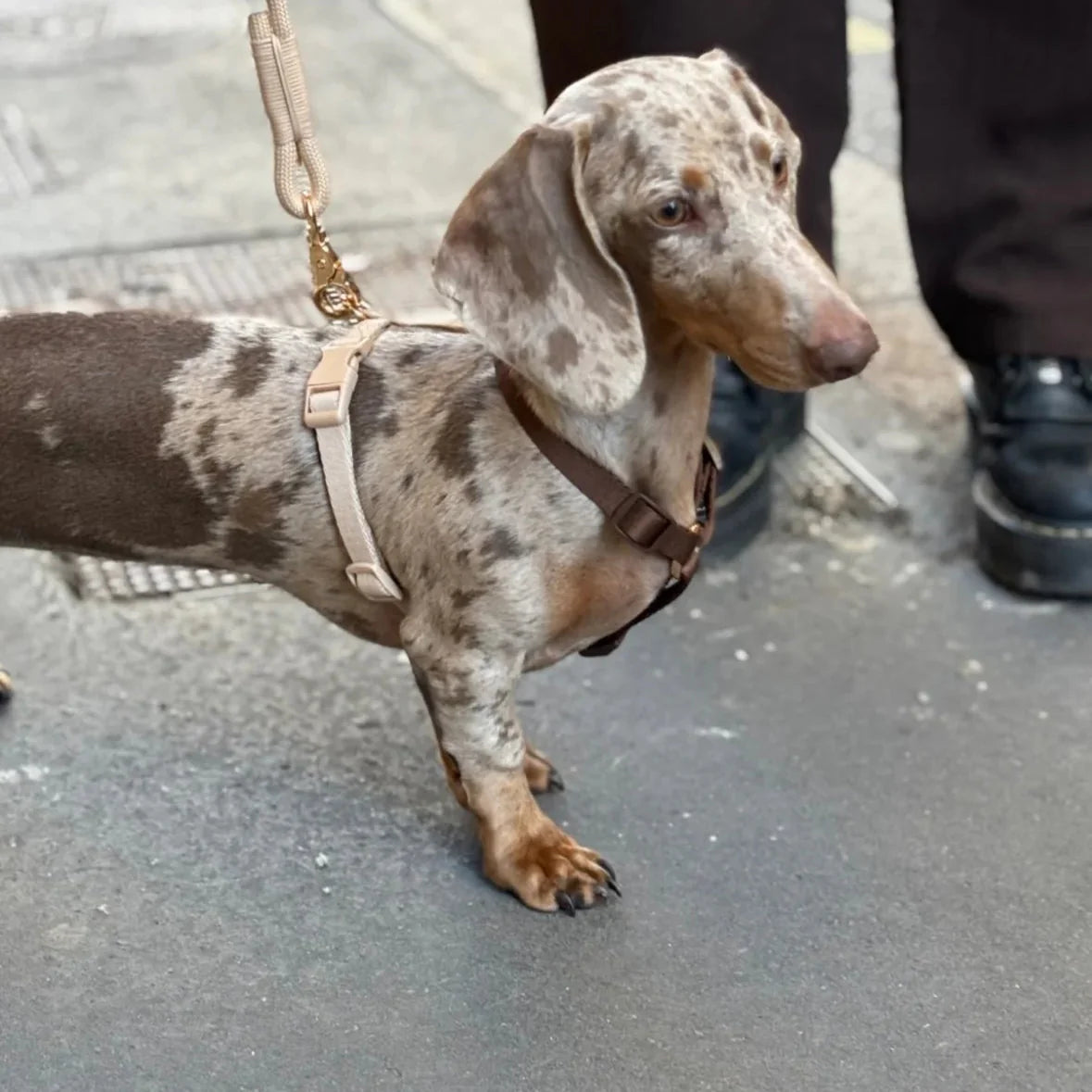 FurLou Blue and Green Dog Harness