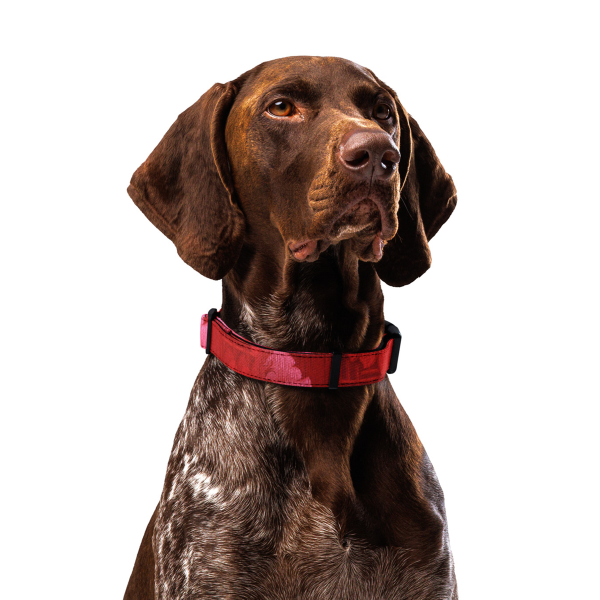 Sebastian & Clementine Poppy Premium Adjustable Pet Collar