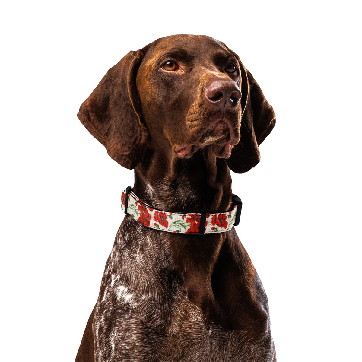 Sebastian & Clementine Poppy Premium Adjustable Pet Collar