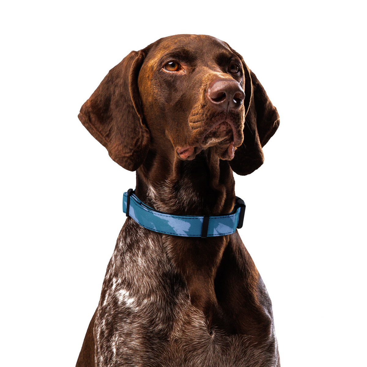 Sebastian & Clementine Blue Crosshatch Premium Adjustable Pet Collar