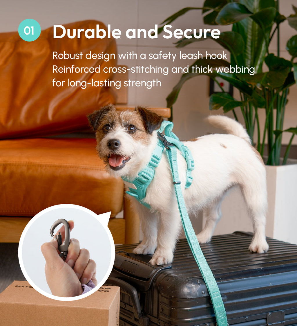 Pehom | Padded Active Pet Leash - Mint Green