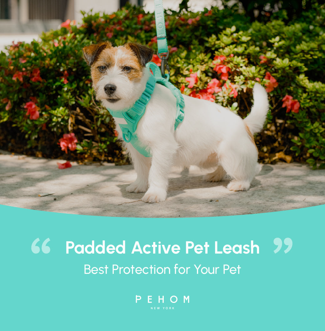 Pehom | Padded Active Pet Leash - Mint Green