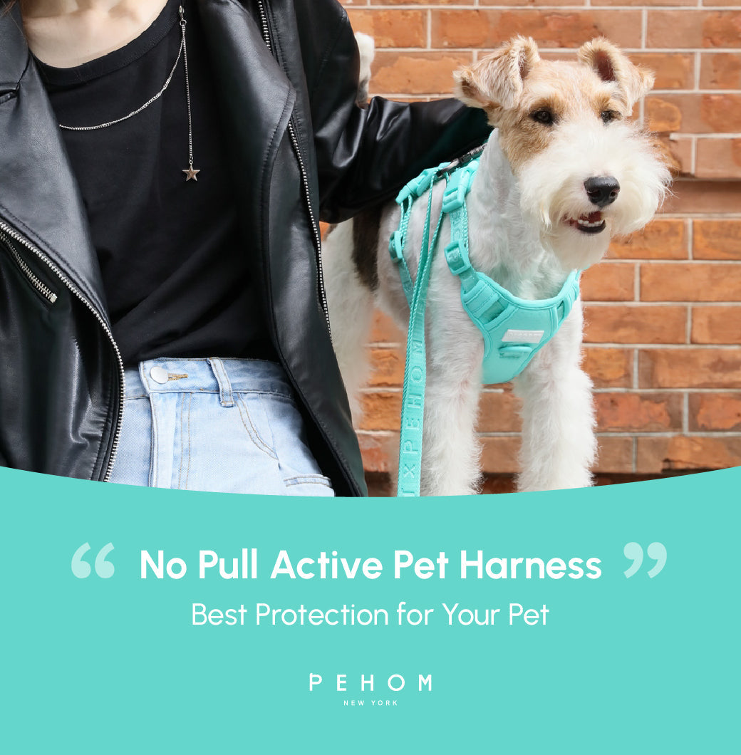 Pehom | No Pull Active Pet Harness - Mint Green