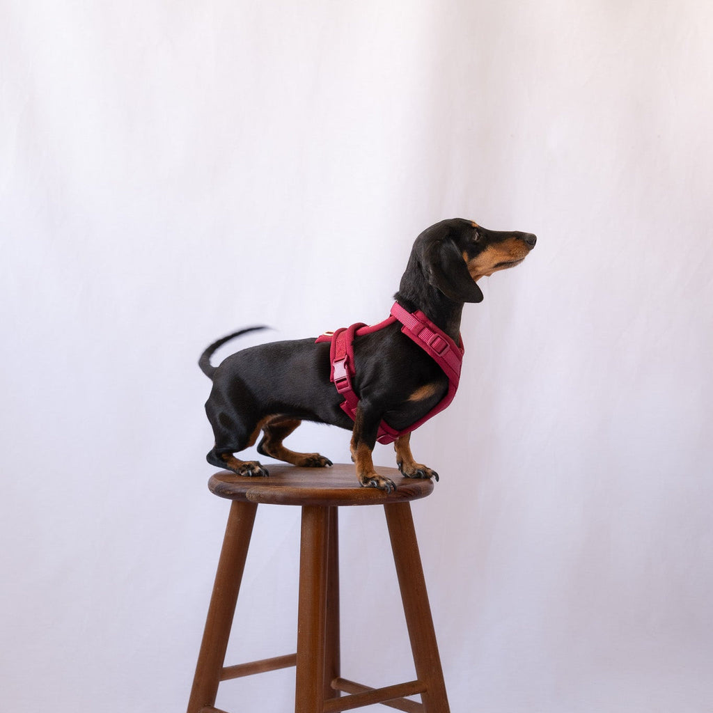 Furlou Bordeaux - Comfort Dog Harness