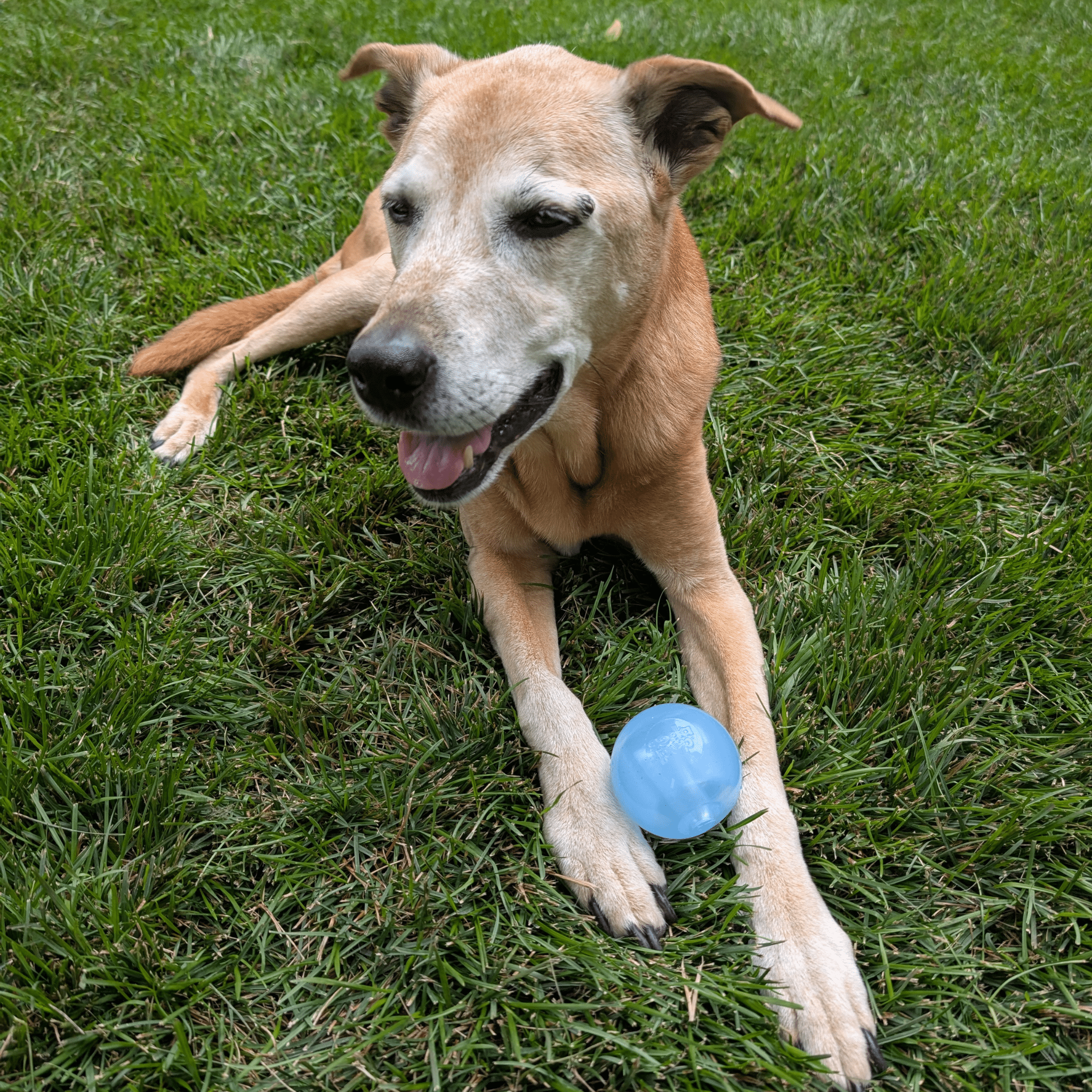 Farm To Pet Dog Fetch Balls