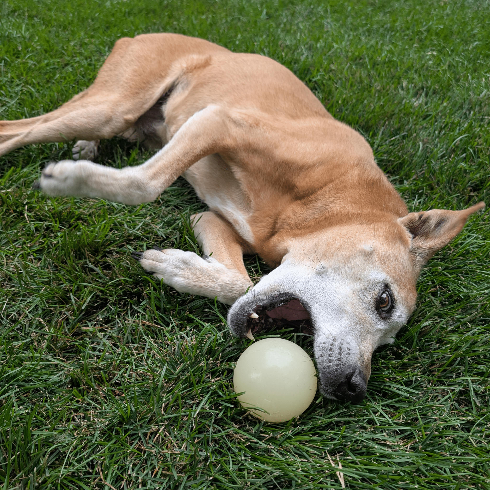 Farm To Pet Dog Fetch Balls