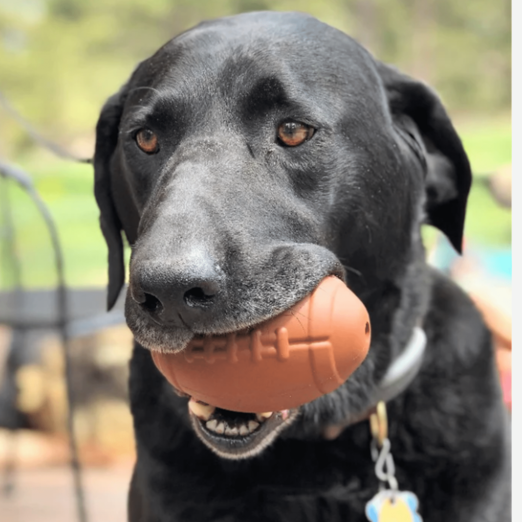 Farm To Pet Dog Treat Dispensers