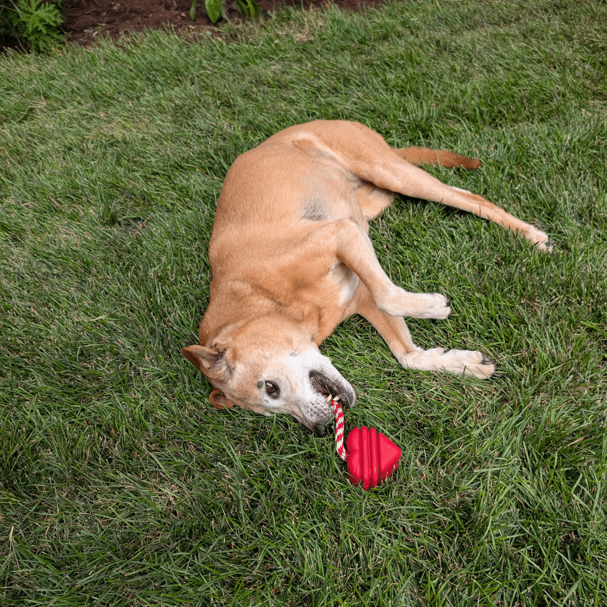 Farm To Pet Tug Toys