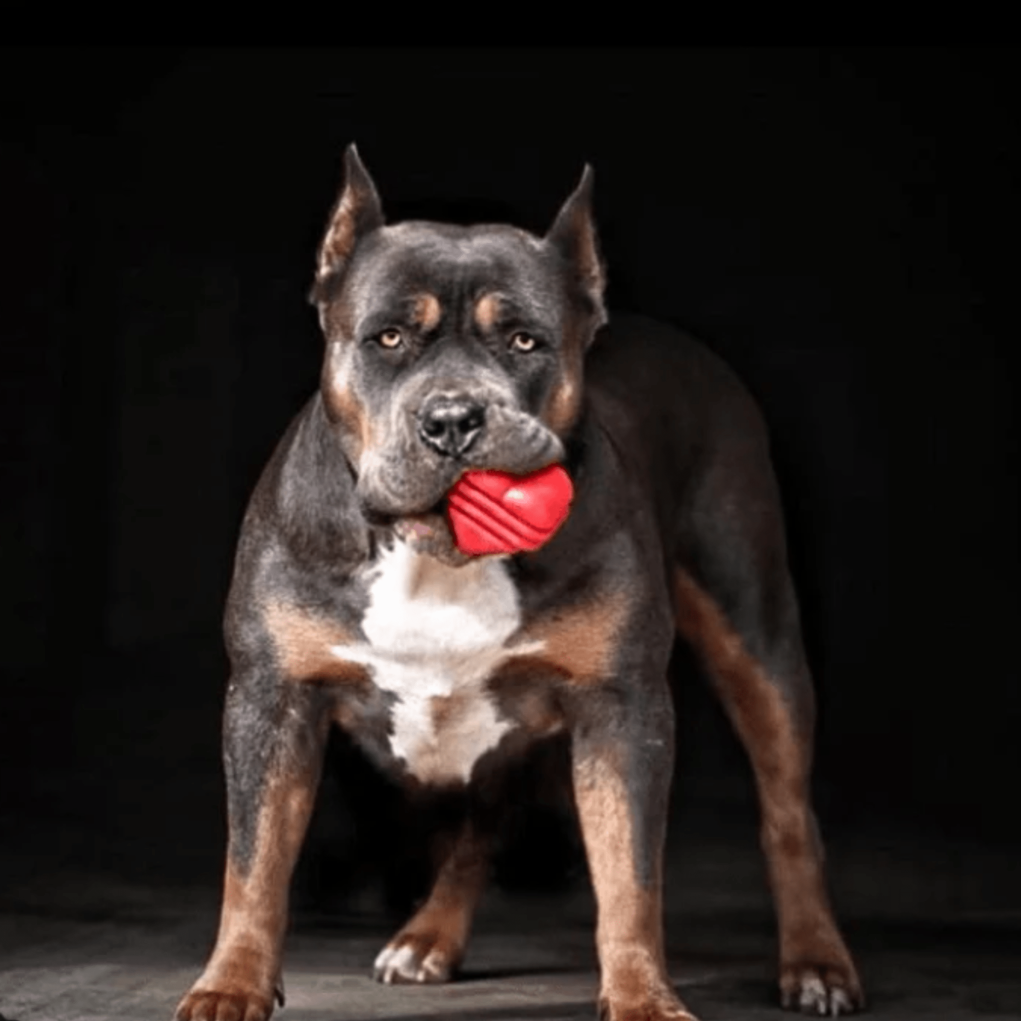 Farm To Pet Tug Toys