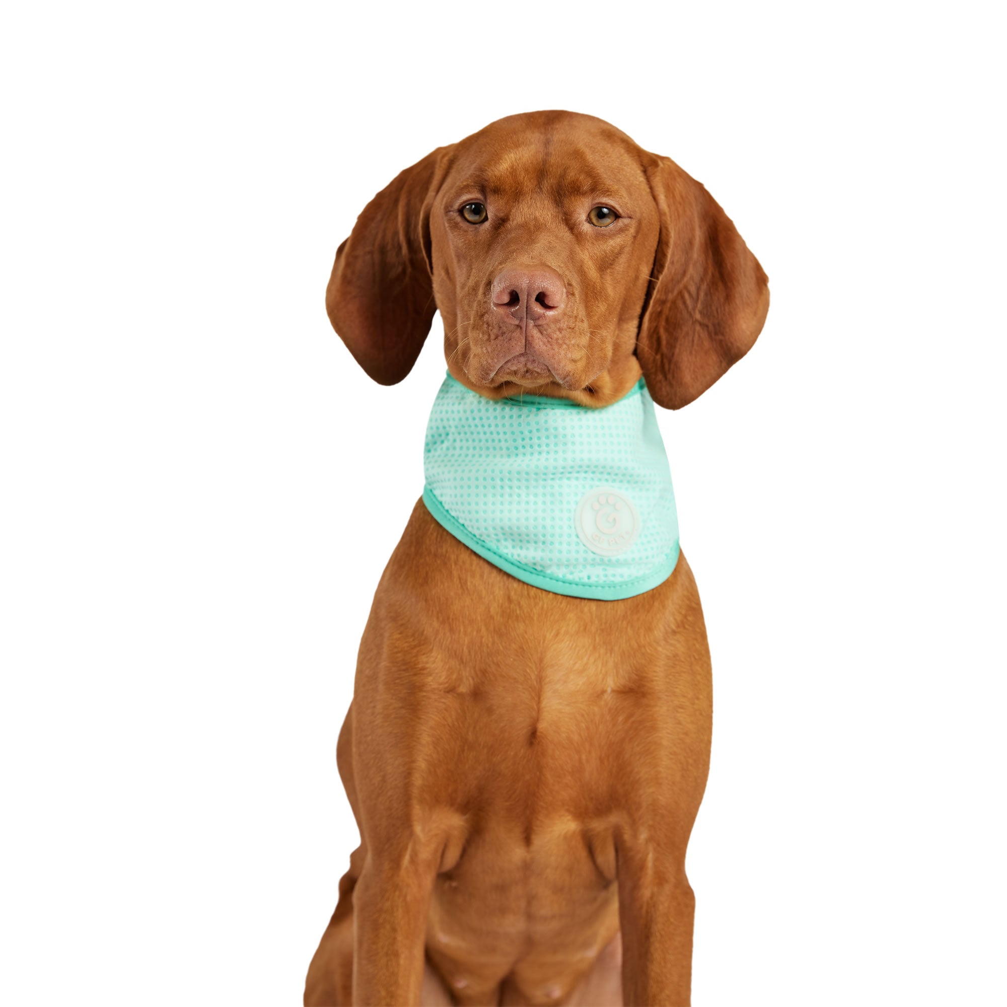 GF PET® Ice Band - Dog Cooling Bandana - Aqua