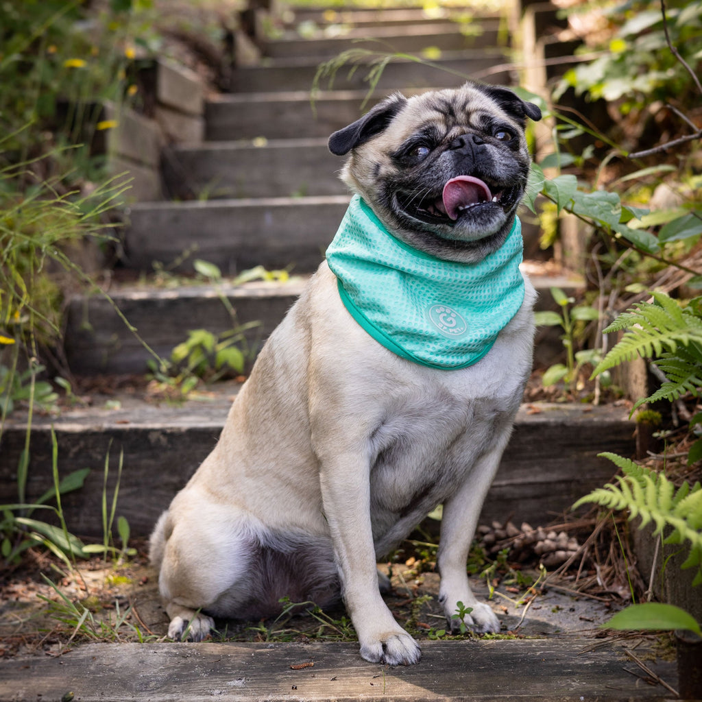 GF PET® Ice Band - Dog Cooling Bandana - Aqua